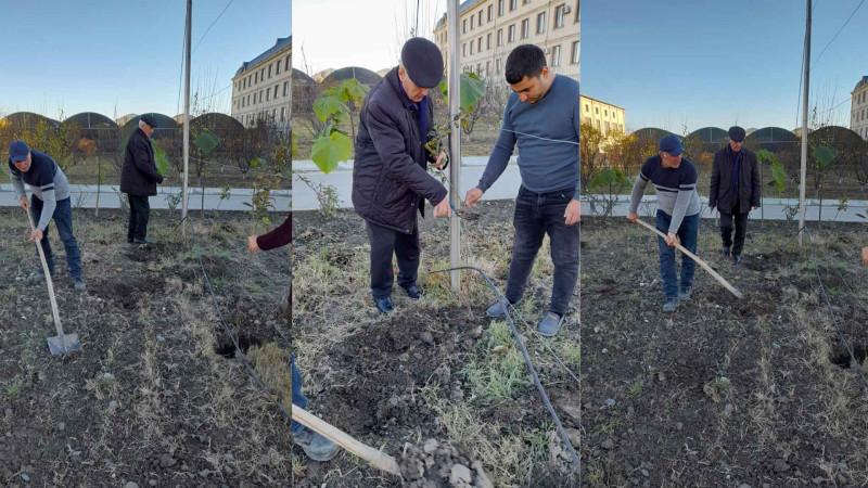 Qubada yeni alma ağacları seleksiya olunur