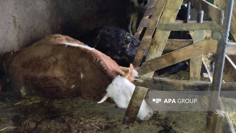 Qubada 3 baş inək müəmmalı şəkildə tələf olub