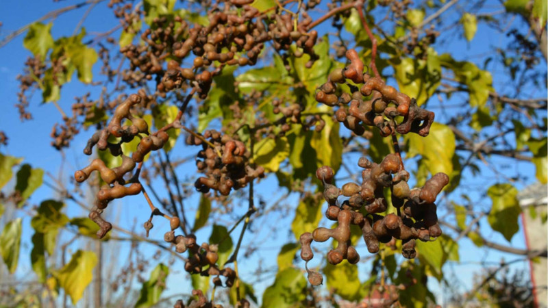 Xaçmazda “konfet ağacı”nın bəhəri yetişib - VİDEO