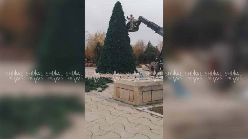 Xaçmazda yeni ilin rəmzi olan küknar ağacı bəzənir