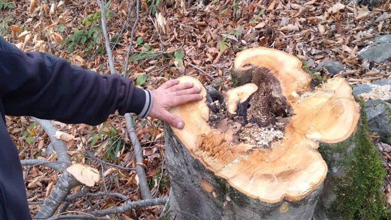 İsmayıllıda qanunsuz ağac kəsənlər aşkar ediliblər