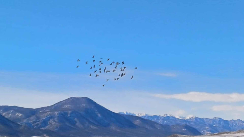 Xaçmaz: quşçuluq təsərrüfatlarında yoxlamalar keçirilib