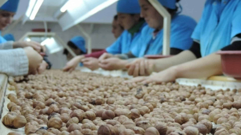 Xaçmaz: Fındığın qiyməti artıb