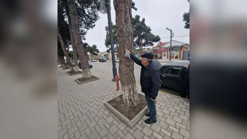 Xaçmaz: ağaclara mismarla elanlar vuranlara xəbərdarlıq edilir