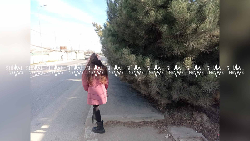 Quba: budanmamış ağaclar piyadaları təhlükəyə atır
