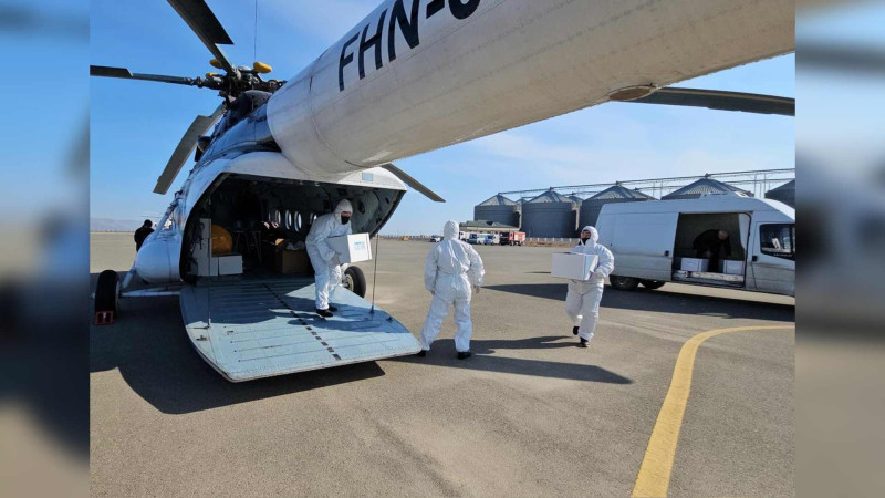 Şimal: vəhşi heyvanlar helikopterlə peyvənd olunur