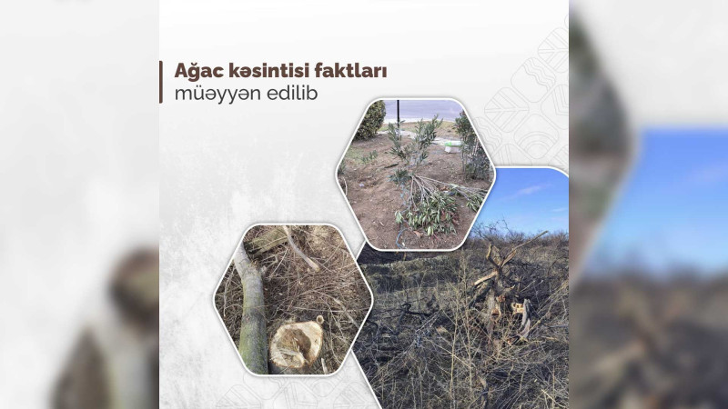 İsmayıllı: icarəyə verilmiş torpaqlarda yaşıllıqlar məhv edilir