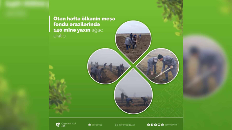 ETSN: Şimalda müxtəlifcinsli ağac tingləri əkilib