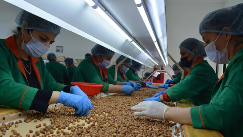 Fındıq Xaçmazdan Rusiya, Almaniya, İtaliya və başqa ölkələrə göndərilir