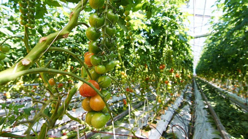 Xaçmaz: böyük şirkətdə kapital azalıb