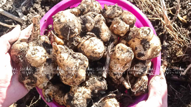 Şimal: yer alması artıq yetişib