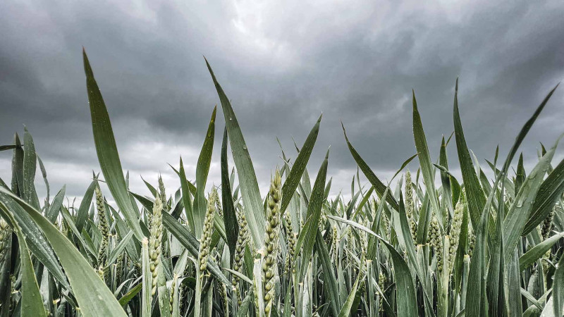 ETSN: Bu günə gözlənilən hava proqnozu açıqlanıb