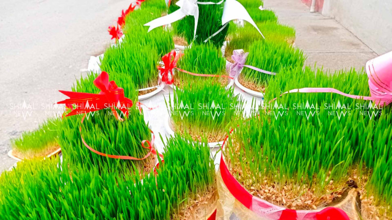 Xaçmazda ənənəvi səməni satışı təşkil edilib