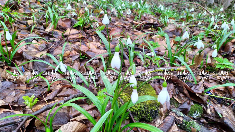 Şimal: Novruzgülü turistləri valeh edib