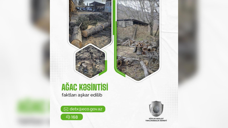 Quba: Amsar kəndində ağaclar qanunsuz kəsilib