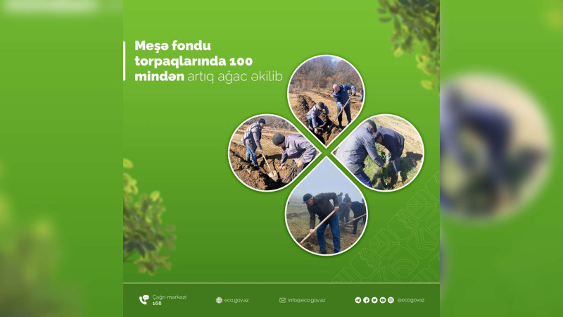 Şimal: Meşə fondu torpaqlarında minlərlə ağac əkilib