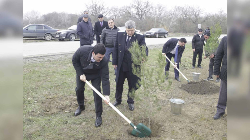 Xaçmaz: Ekoloji aksiyada 700 ağac əkilib