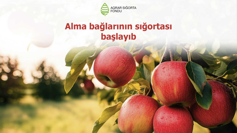 Şimal: Alma bağlarının sığortası başlayıb
