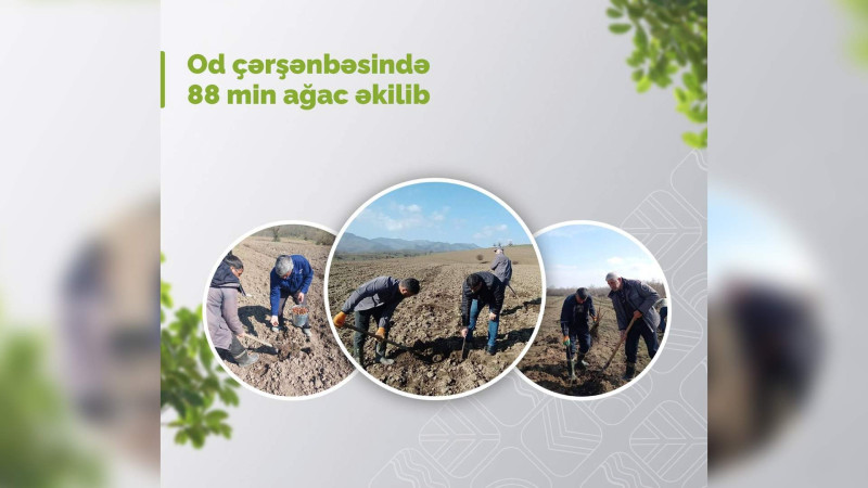 İsmayıllı və Qubada meşələr bərpa edilib