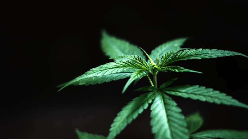 Xaçmaz: dəmiryol stansiyası ərazisində narkotacir saxlanılıb