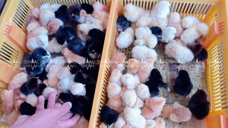 Quba: Yaz cücələri bazara çıxarılıb