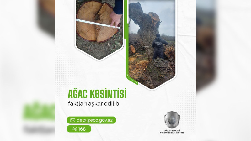 ETSN: Quba və Xaçmaz sakinləri qanunsuz ağac kəsiblər