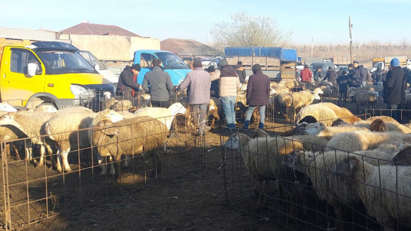 Xaçmazda heyvan satışı qaydaları pozulur