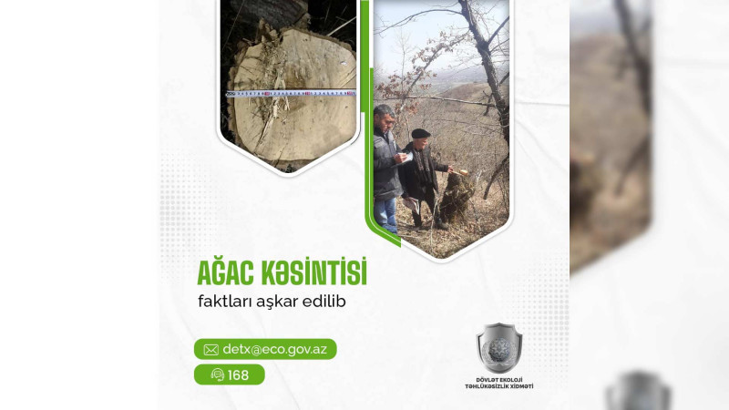 Qubada ağacları kəsən cəzalandırılıb