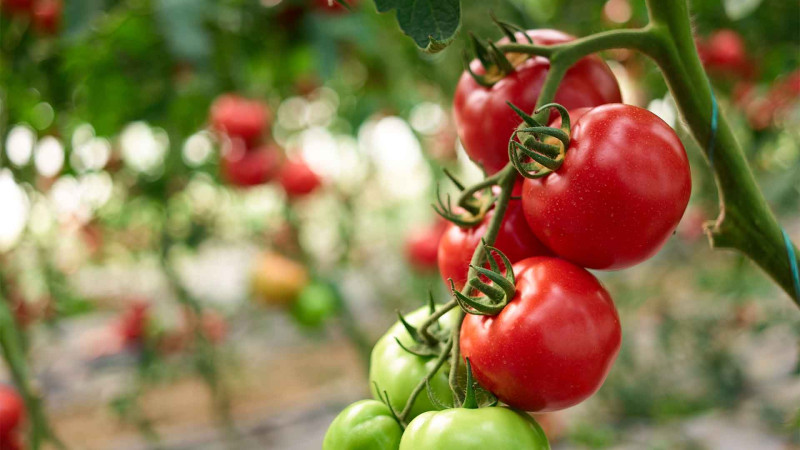 Xaçmaz-Quba: Pomidor sahələri sığortalanır