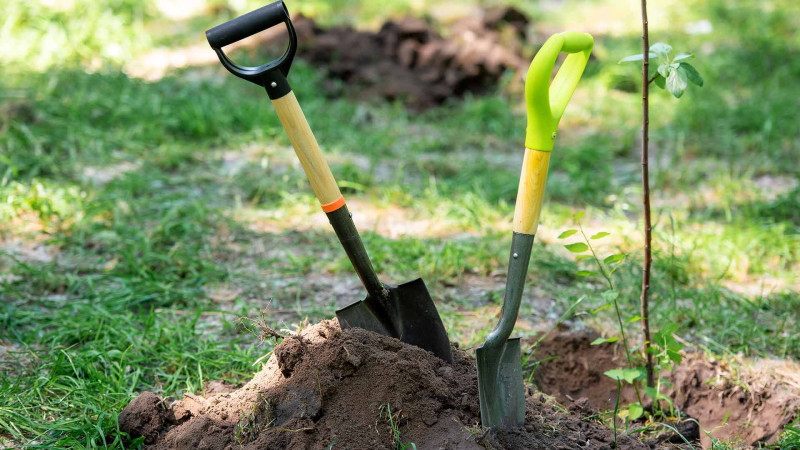 Xaçmazda son 4 ildə 16 min şam ağacı əkilib – səbəbi bəlli olub