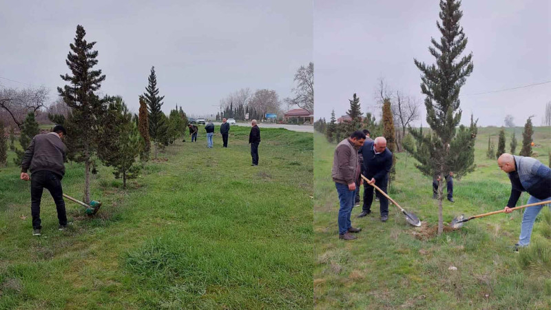 Xaçmaz ərazisində müxtəlif cinsli ağaclar əkilib
