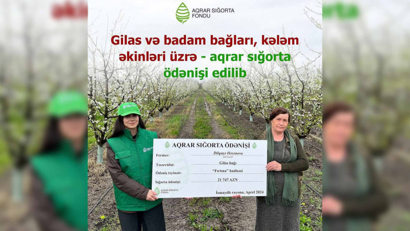 İsmayıllı və Qusar: Fermerlərə sığorta ödənilib