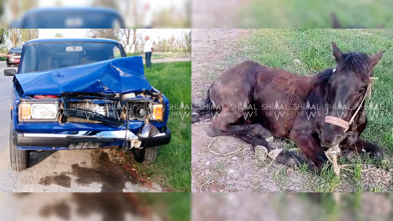 Quba–Xaçmaz yolu: avtomobil atı vurub