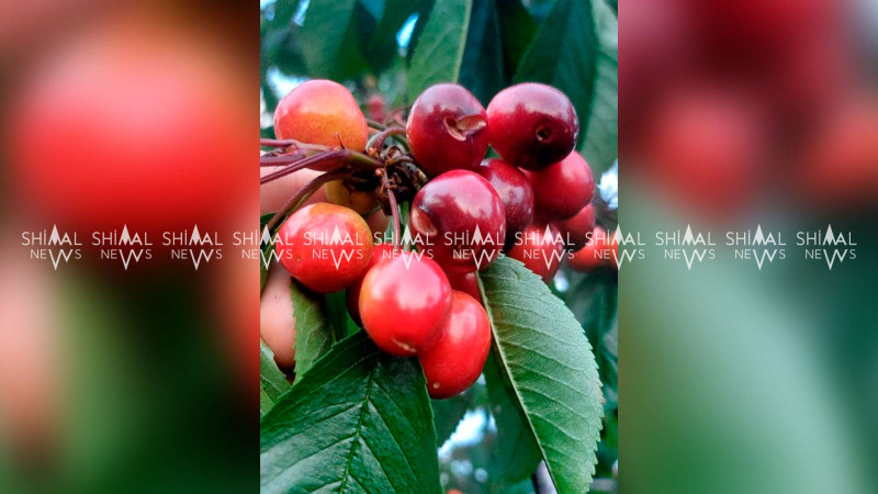 Şimal: Gilasın məhsuldarlığı bu il 3 dəfə azalıb