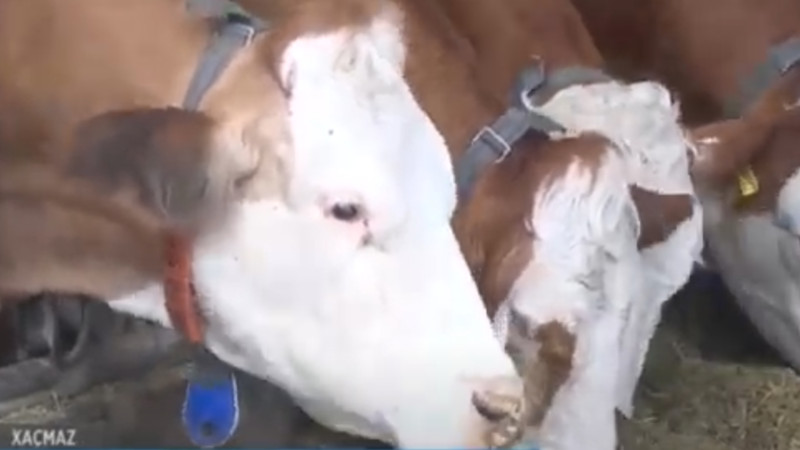 Xaçmaz bəzi Avropa ölkələrini süd istehsalında geridə qoyub