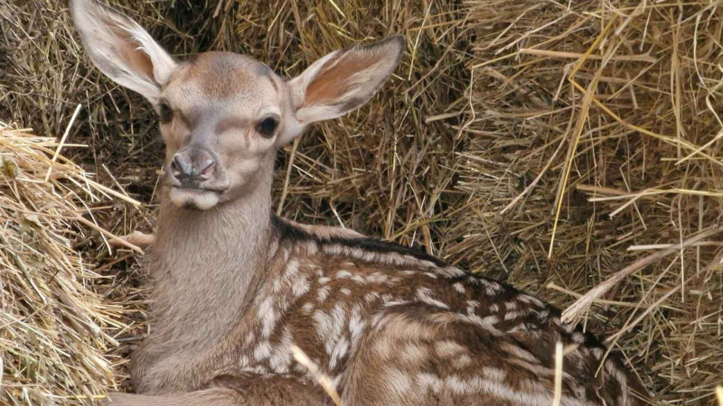 Şahdağ Milli Parkı: Nəcib maral bala verib