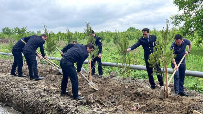Quba-Xaçmaz yolu kənarında ağaclar əkilib