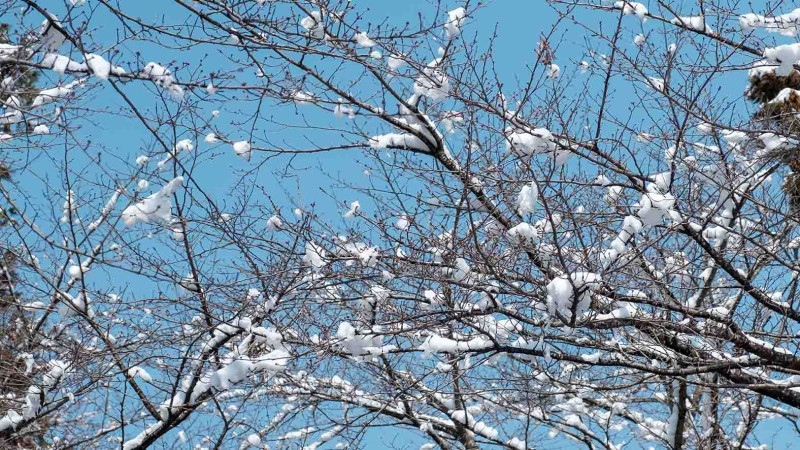 Şimalda hava şəraiti yağıntılıdır