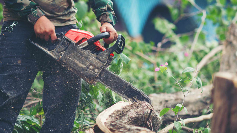 Şimalda ağaclar qanunsuz kəsilib