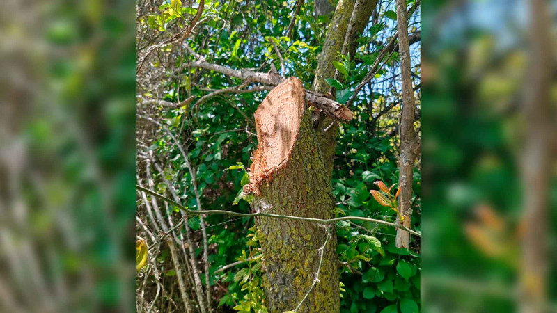 Xaçmaz: Qanunsuz ağac kəsən şəxs cəzalandırılıb