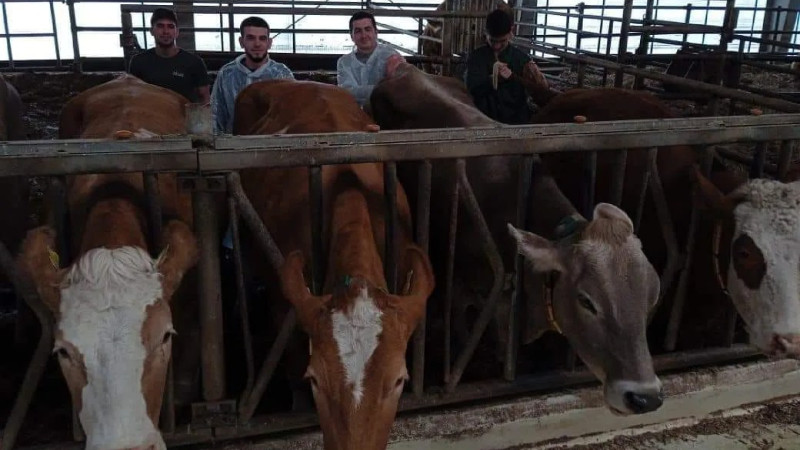 İsmayıllıda gənc baytarlar üçün təcrübə keçirilib