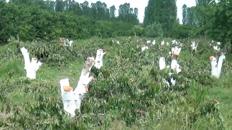 Xaçmazda gilas bağı məhv edilib - VİDEO