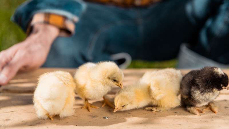 “İsmayıllı Quşçuluq” yeni istehsalat və xidmət sahələri yaradacaq