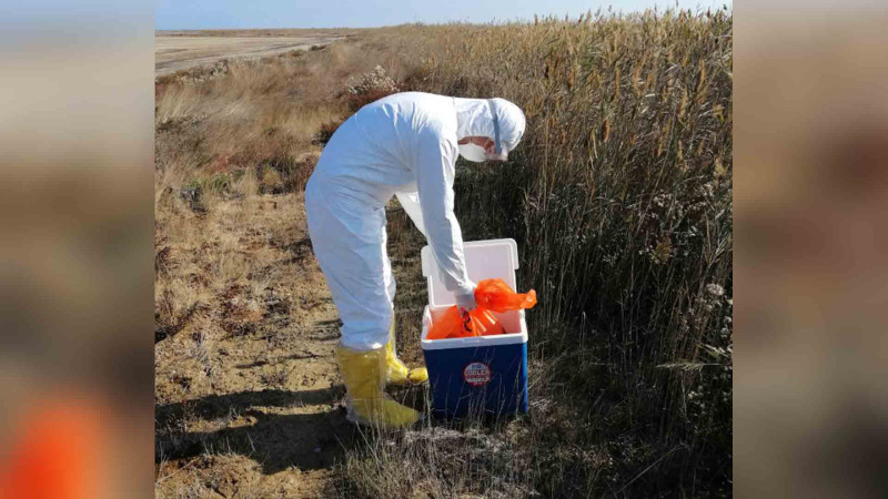 Xaçmaz və İsmayıllı: quşçuluq müəssisələrində qan nümunələri götürülüb