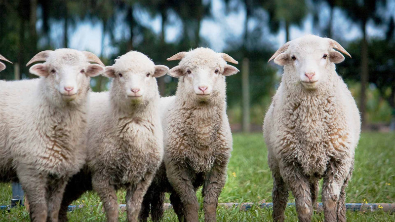 Şimal: Qurban bayramında heyvan satışı və kəsimi yerləri açıqlanıb