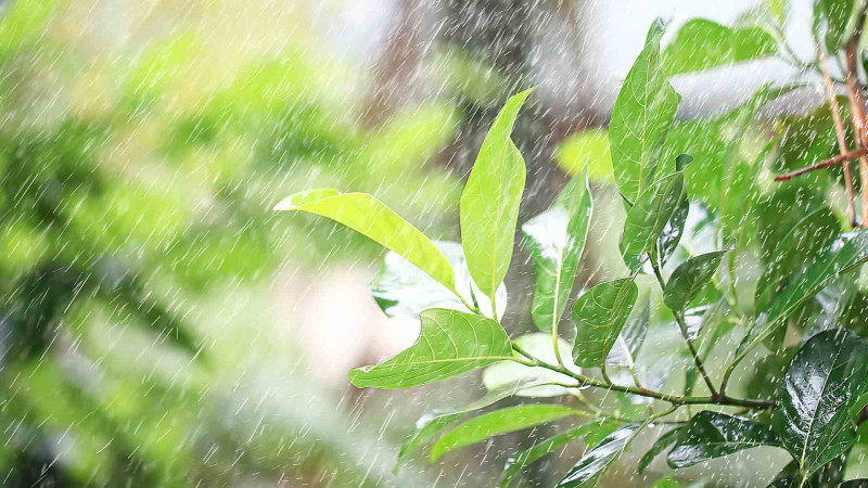 Şimal: Leysan yağışlar gözlənilir