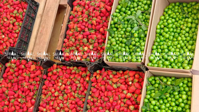 Şimal: Alça ucuzlaşmır