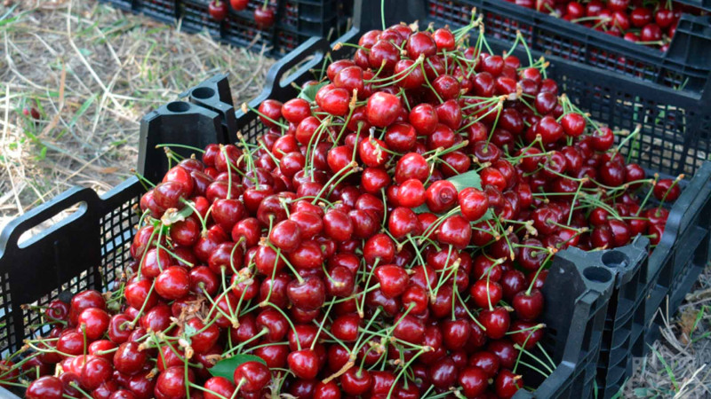 Xaçmaz gilasının 90%-i Rusiyaya göndərilir