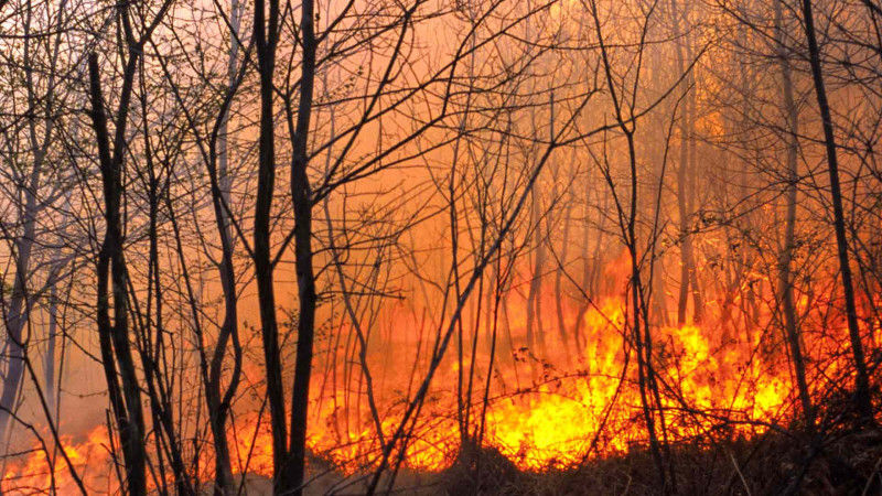 Şimal: Yanğın təhlükəsi olan ərazilər açıqlanıb