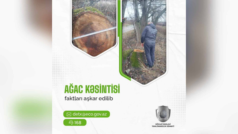 Xaçmazda qanunsuz ağackəsməyə görə cinayət işi açılıb